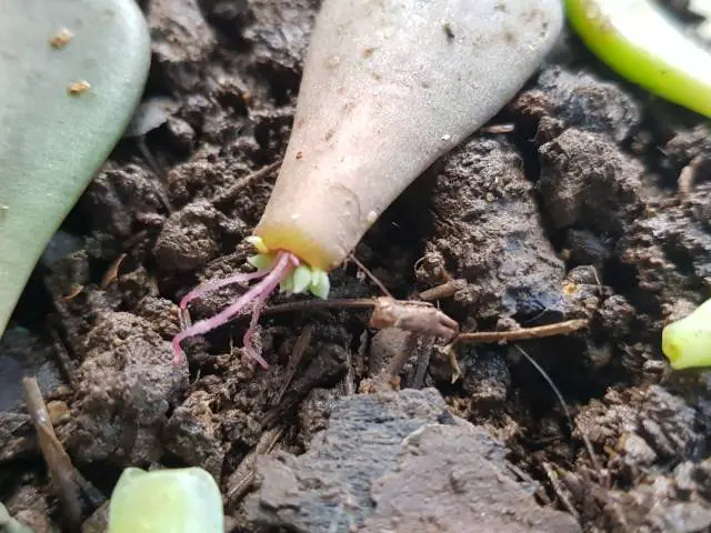 kalanchoe succulent cutting roots