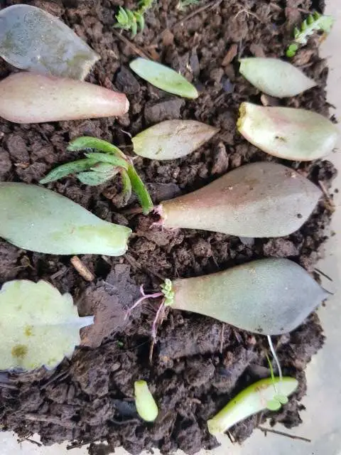 succulent propagation