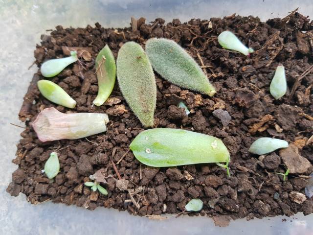 leaf propagation