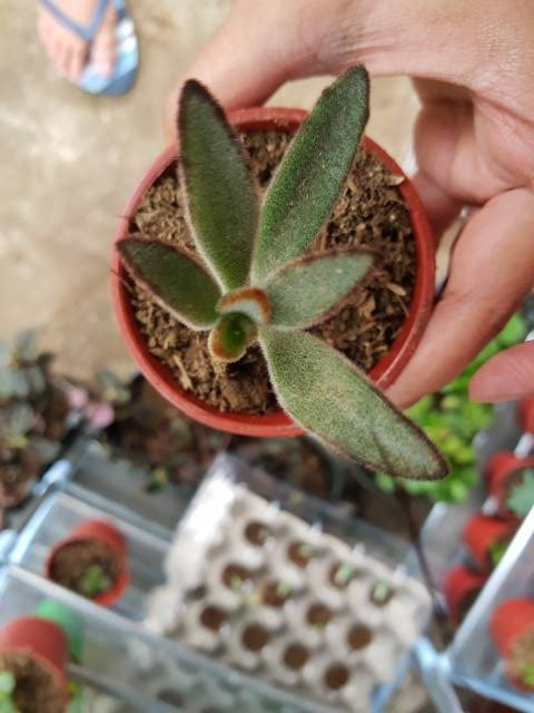 kalanchoe tomentosa