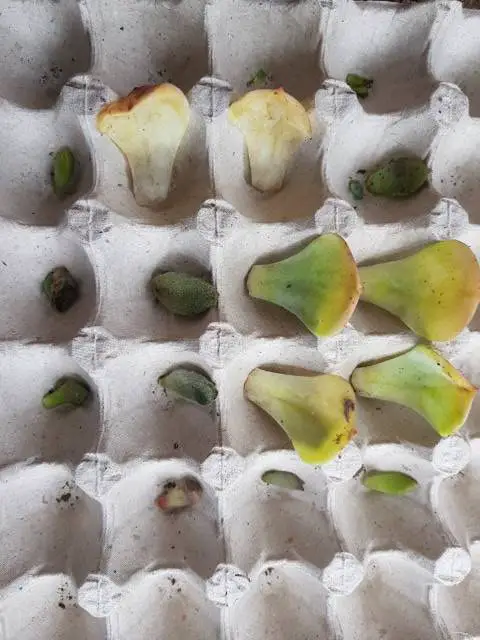 drying kalanchoe leaf