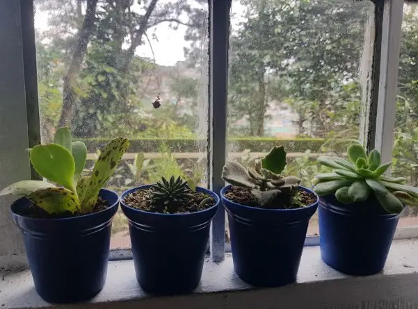 succulent on window