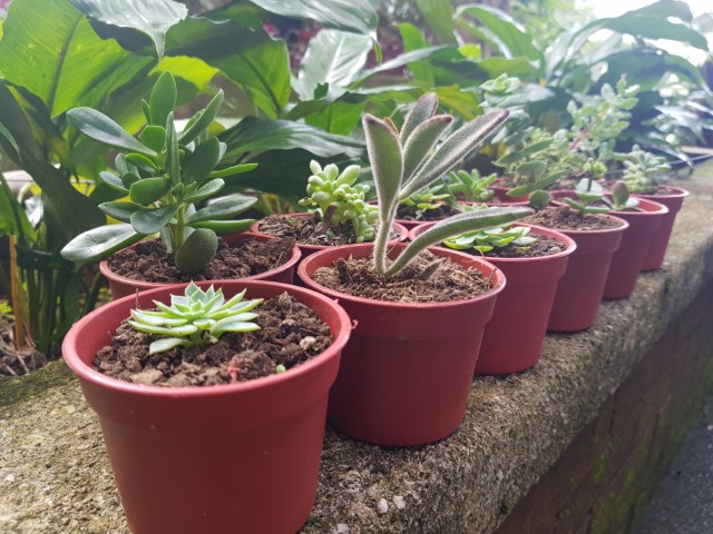 kalanchoe succulent in shade