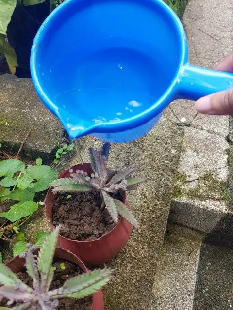 watering mother of thousands