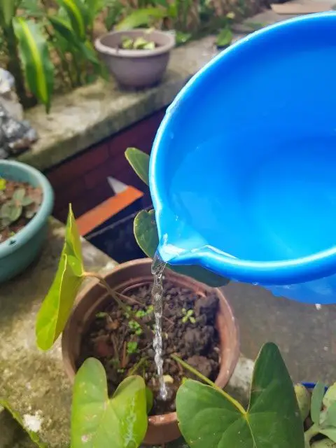 kalanchoe succulent watering