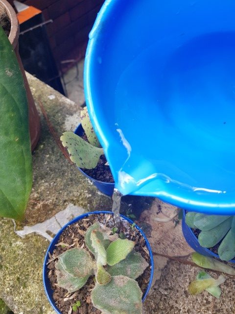 kalanchoe watering