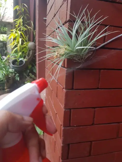 kalanchoe succulent spray bottle