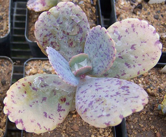 kalanchoe marmorata