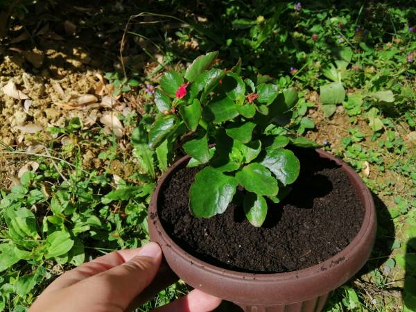 kalanchoe blossfeldiana stem planting