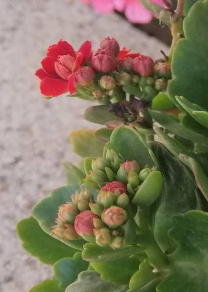 kalanchoe flower