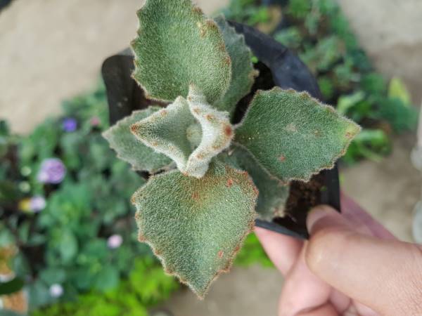 Kalanchoe Beharensis