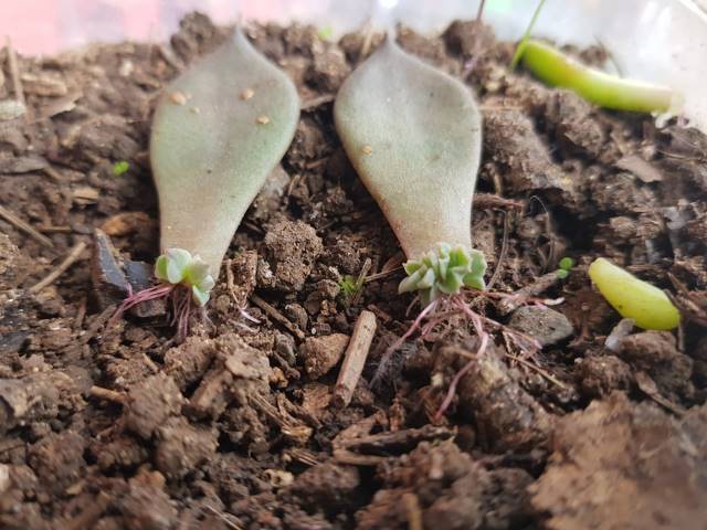 stem cuttings can be propagated