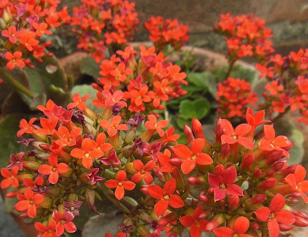 orange flowers kalanchoe blossfeldiana succulent