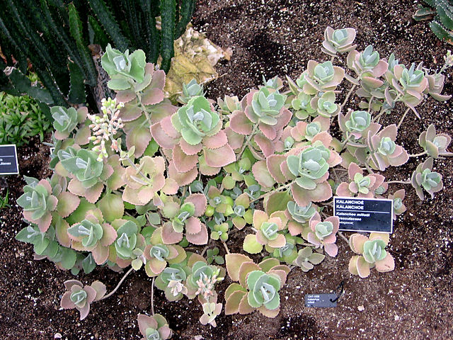 Kalanchoe millot