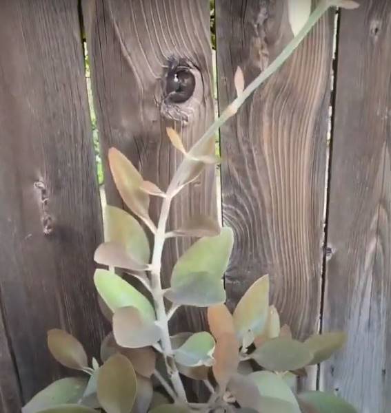 leggy Kalanchoe orygalis