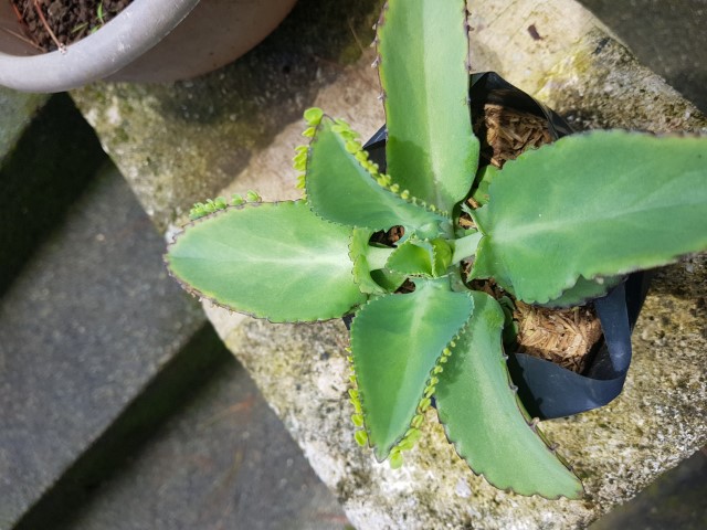 mother of thousands