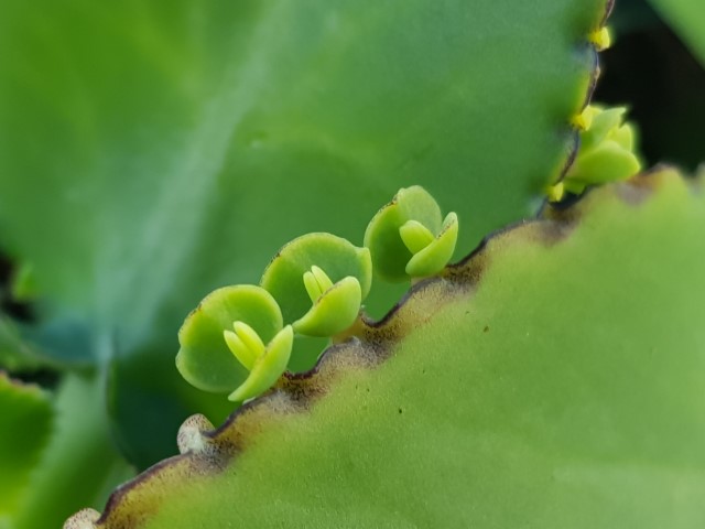 mother of thousand succulent bulbil propagation