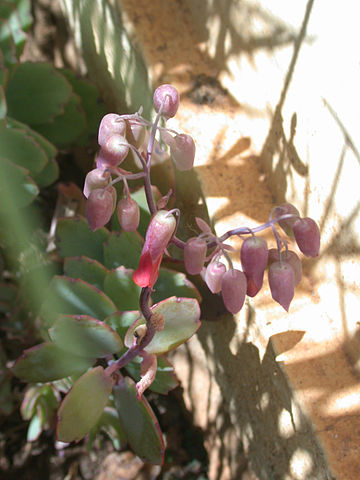 Kalanchoe laxiflora flower