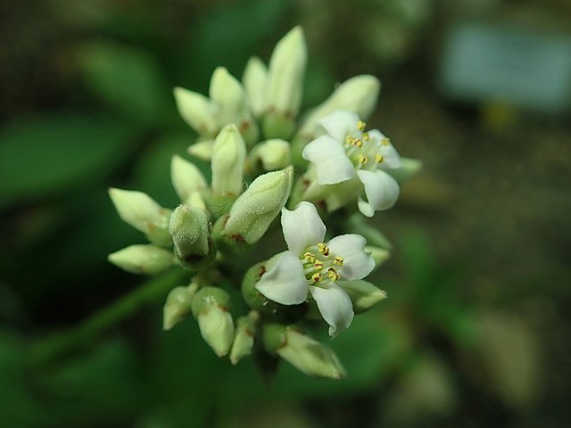 Kalanchoe synsepala flower