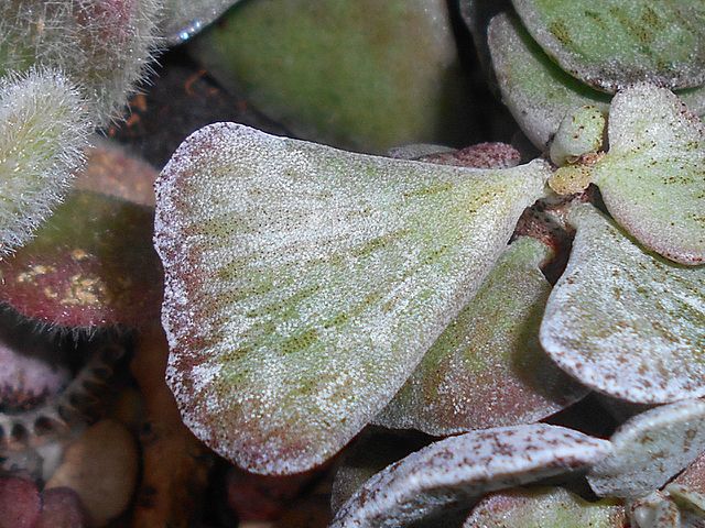 kalanchoe rhombopilosa leaf