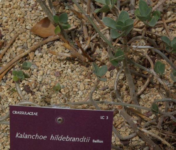 kalanchoe hildebrandtii