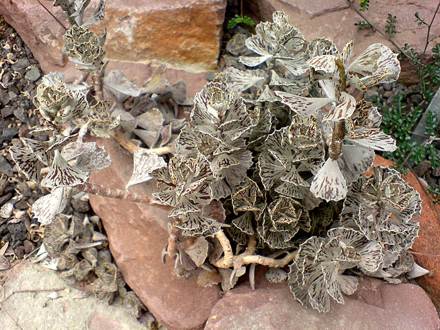 Kalanchoe rhombopilosa