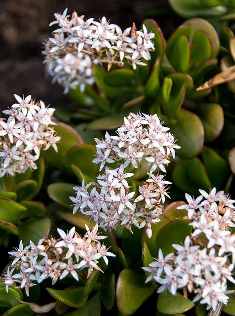 Jade Plant