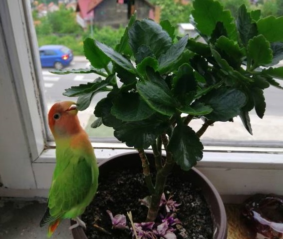 kalanchoe blossfeldiana recover