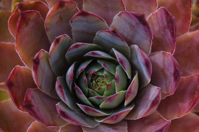 echeveria elegans color