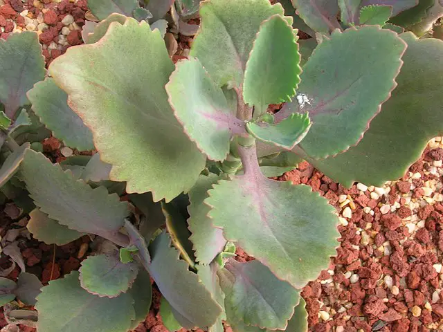 Kalanchoe Longiflora