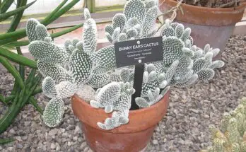 bunny ear cactus