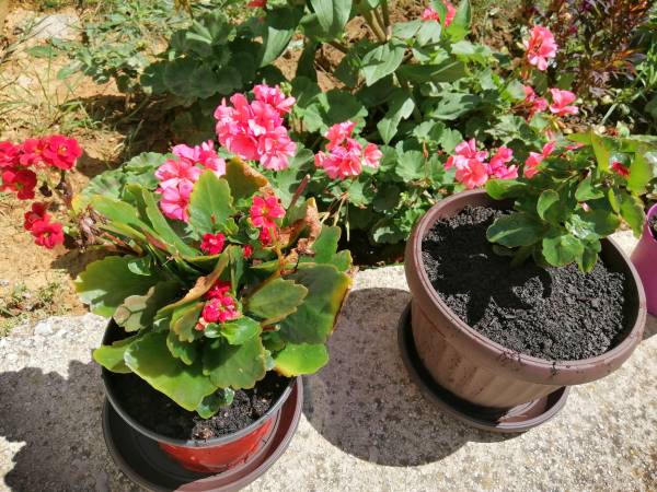 Do Kalanchoe succulents like the full sun? How much sun is enough?