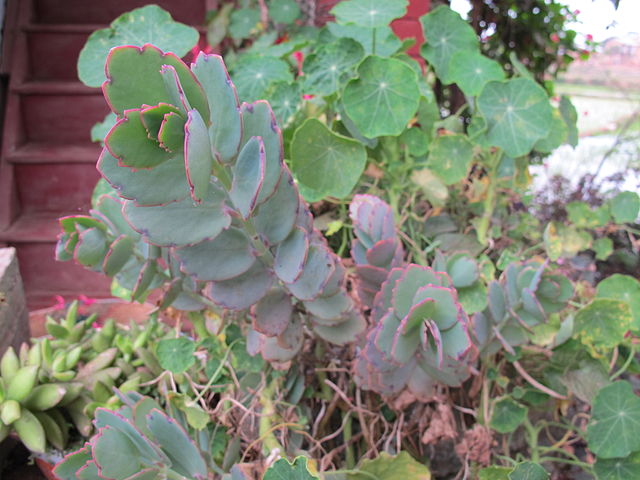 Kalanchoe Laxiflora Milky Widow S Thrill Care Kalanchoe