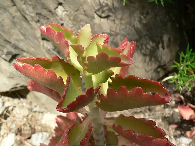 Kalanchoe sexangularis